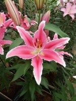 [5383 Ravenna TL VZ No01.JPG]